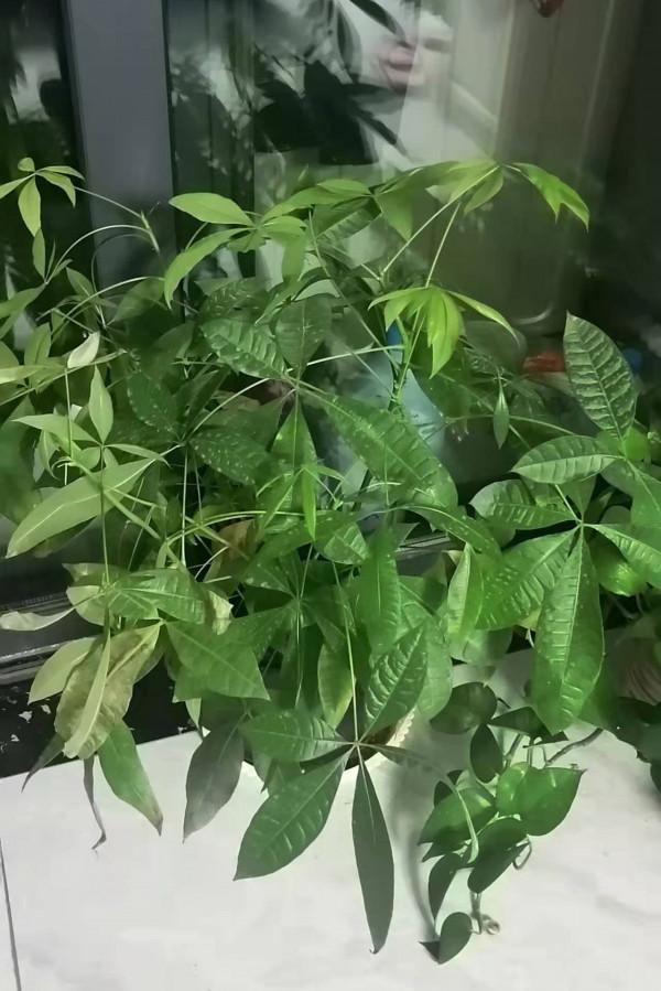 大家幫忙看看這是缺營養了還是凍著了