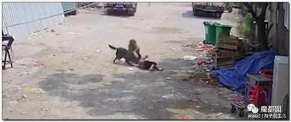 福建老人被狗攻擊身亡是誰造成了這等慘劇