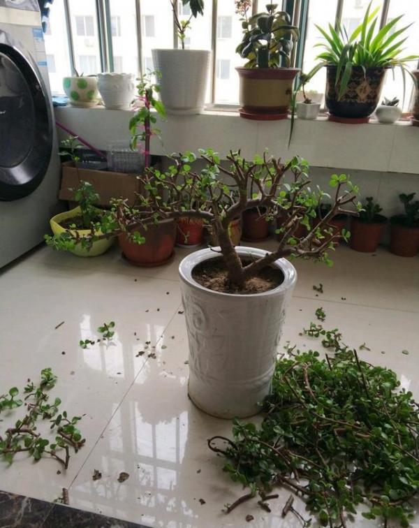 養金枝玉葉,做到“3多1少”,能快速養成老樁,價值高 養金枝玉葉,做到“3多1少”,能快速養成老樁,價值高