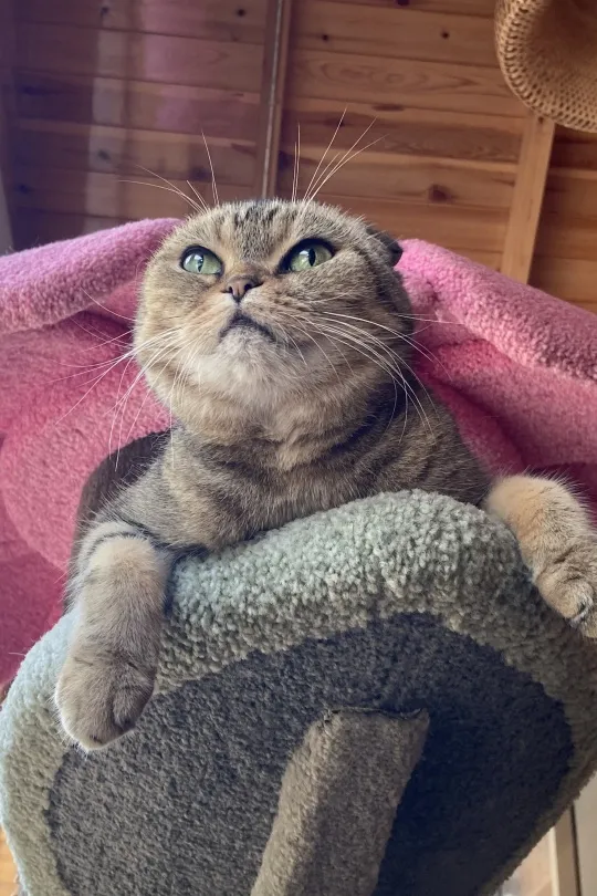 蘇格格|不出門可以做些什麼? 蘇格格|不出門可以做些什麼?