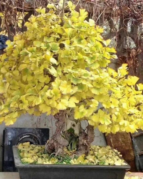 有3種樹價值高，擺在客廳就是“鎮宅木”，養成老樁，盆盆上千