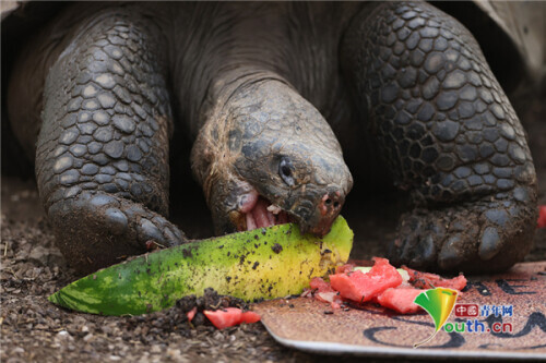 英國動物園內加拉帕戈斯象龜大快朵頤吃西瓜 英國動物園內加拉帕戈斯象龜大快朵頤吃西瓜