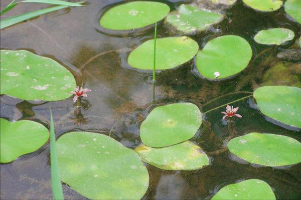 12種懶人蔬菜,種1次連續採收5年以上,庭院變成觀光園 12種懶人蔬菜,種1次連續採收5年以上,庭院變成觀光園