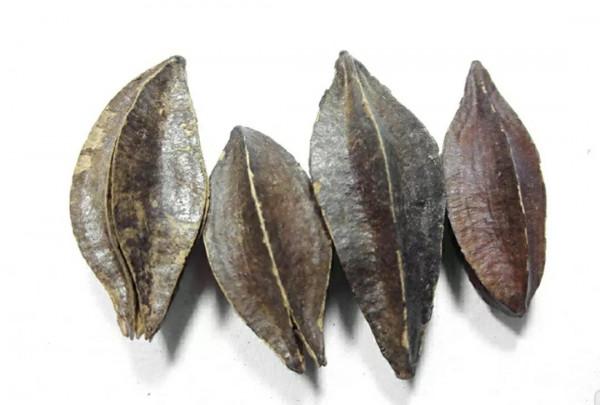 歷險篇:四君子花!狠心爺爺為何讓饞嘴孫子試嘗百草?好吃不記疼 歷險篇:四君子花!狠心爺爺為何讓饞嘴孫子試嘗百草?好吃不記疼