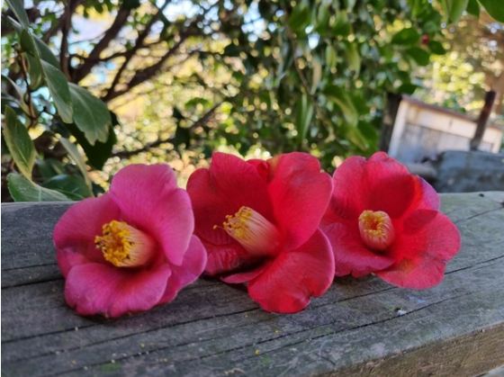 春日的開始與山茶花一起散步的島嶼——知心島