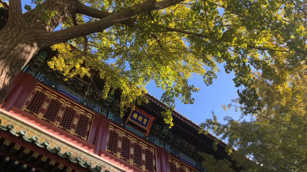 菊花、銀杏、垂柳、楓葉、黃櫨……快收藏市屬公園賞秋指南(附古詩) 菊花、銀杏、垂柳、楓葉、黃櫨……快收藏市屬公園賞秋指南(附古詩)