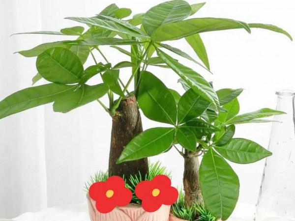 哪些花和樹是花商給起的名？個個好聽，但也有較隱蔽的“欺騙性”