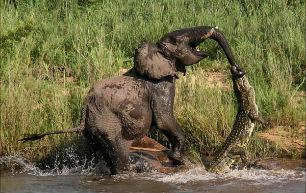 小象被鱷魚咬住了鼻子，象媽媽聞聲趕來，給鱷魚收拾得明明白白的