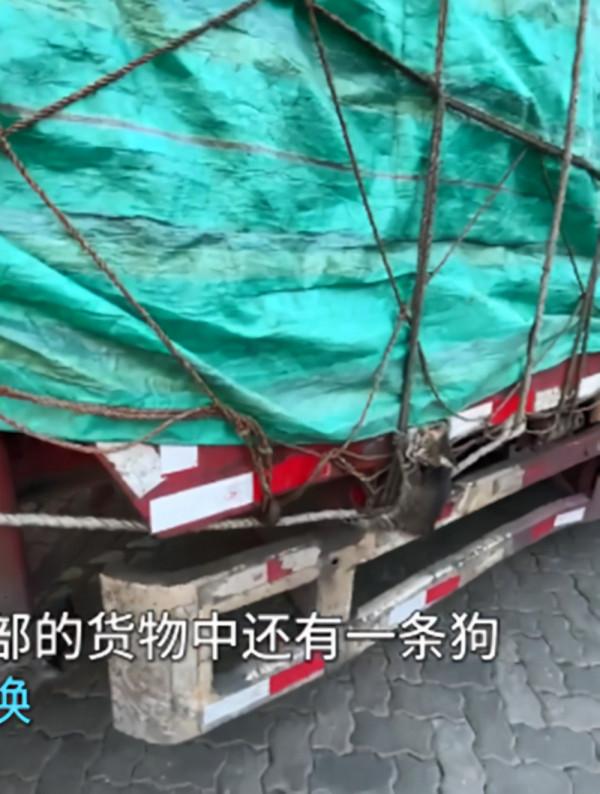 司機貨運途中聽到貓叫，下車檢查時發現了喵：快遞盒都壓扁了