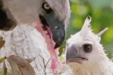 這一隻大一的猴子正在品嚐著鮮美的花瓣 這一隻大一的猴子正在品嚐著鮮美的花瓣