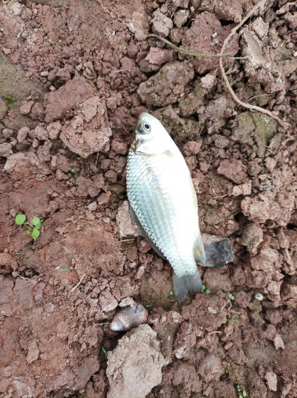 追尋那夢寐以求的大板鯽，結果魚護早已生鏽卡死