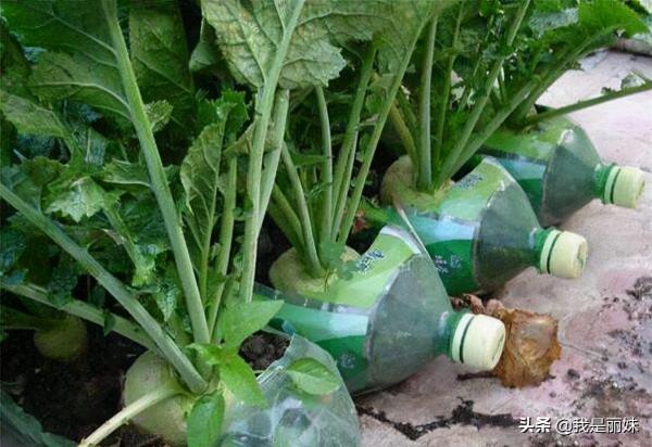 可樂瓶別扔了，這樣種蘿蔔，一年四季都有得吃，省錢又美觀