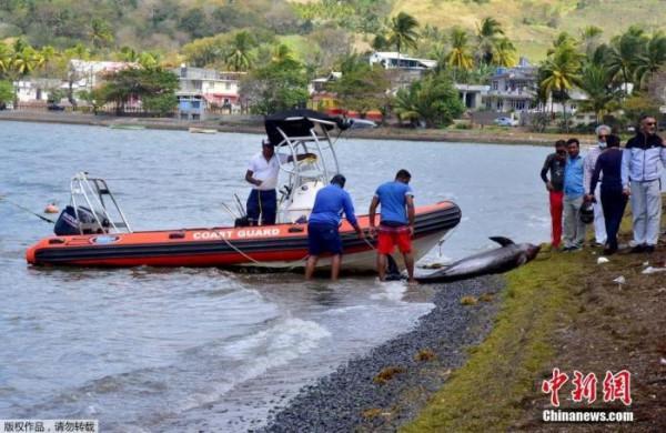 日本貨輪觸礁漏油模里西斯傷痕難消 船長等人獲刑