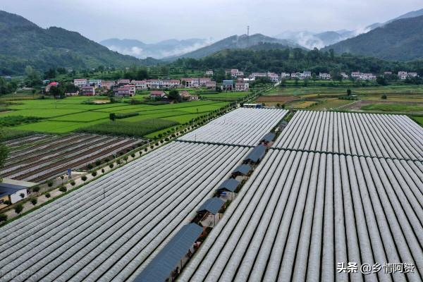 紅極一時的農村“採摘樂”,為何逐漸被大眾冷落 紅極一時的農村“採摘樂”,為何逐漸被大眾冷落