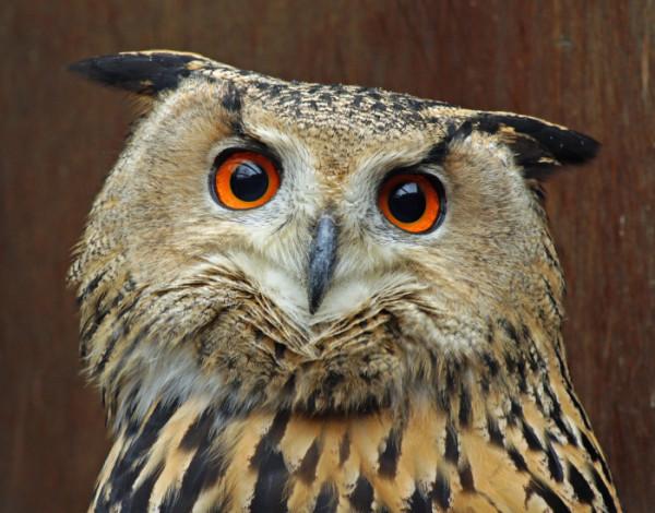 貓頭鷹為什麼被稱為“夜貓子”?原因是這樣 貓頭鷹為什麼被稱為“夜貓子”?原因是這樣