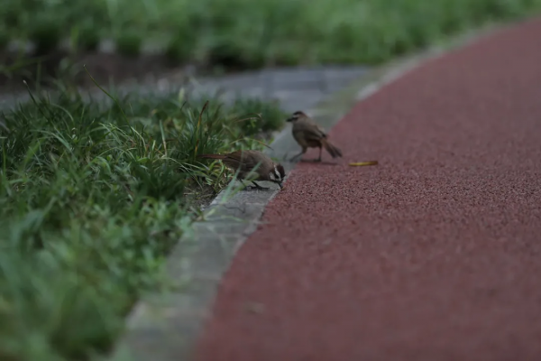 雨中苦竹溪 享受生態美