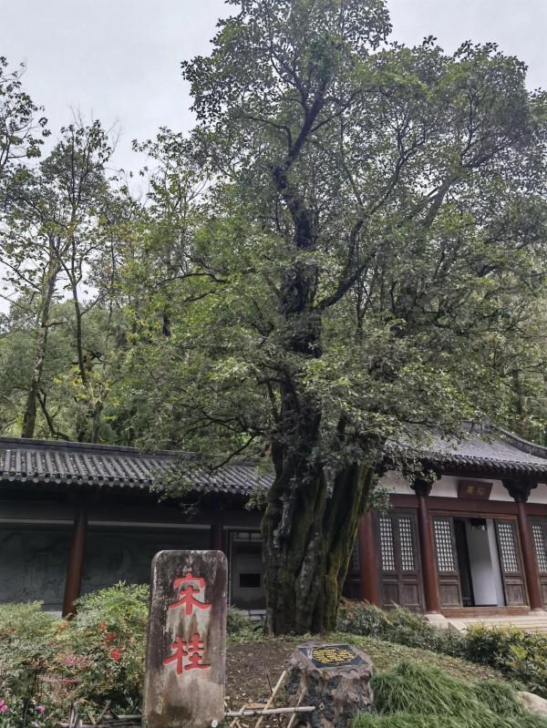 我的旅程日記:武夷山之旅D2(武夷宮——止止庵——水光巖) 我的旅程日記:武夷山之旅D2(武夷宮——止止庵——水光巖)