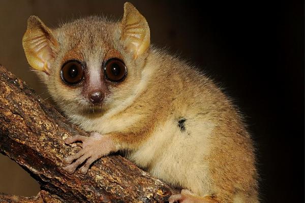 拇指猴:手指大小的猴子,吸樹汁,吃昆蟲,身高10釐米,重僅2兩 拇指猴:手指大小的猴子,吸樹汁,吃昆蟲,身高10釐米,重僅2兩