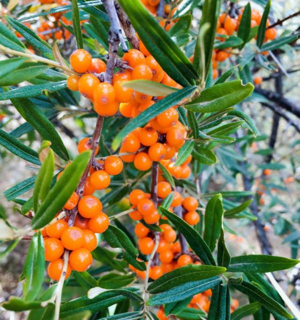 20種美味的野果子,你還記得幾種?一起來認識下,漲知識不吃虧 20種美味的野果子,你還記得幾種?一起來認識下,漲知識不吃虧