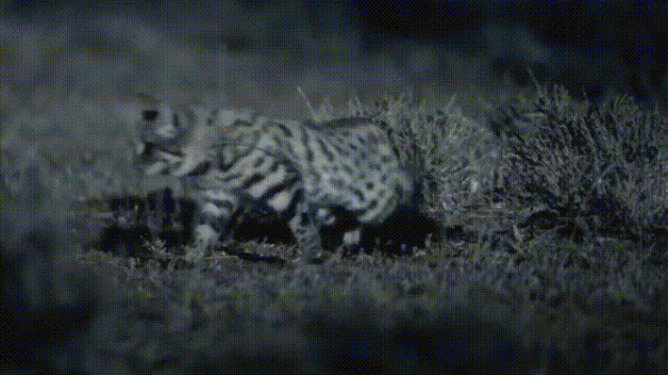 液體貓咪之謎：為什麼說貓都是液體？這竟然是被證明過的科學結論