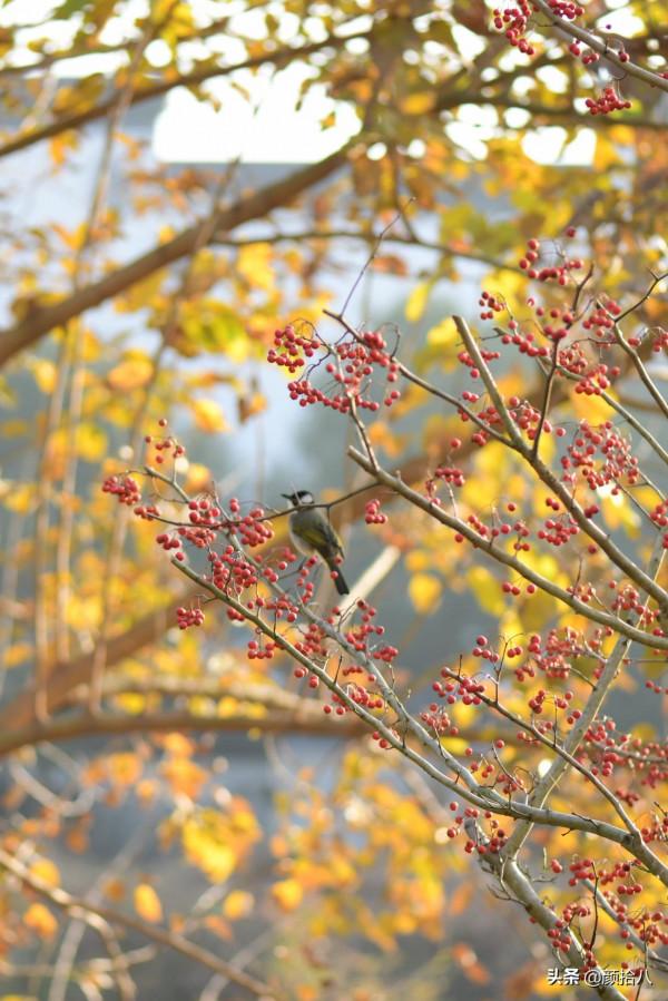 鳥兒們過冬必備 - 紅透整個冬日的迷你山楂果 |園丁