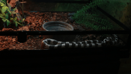 終於打卡了那個不可思議的萌寵館！你們會養這些奇葩寵物嗎？