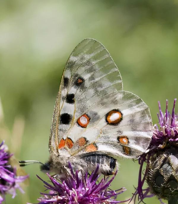 阿波羅絹蝶，新疆蝴蝶體型大，很美
