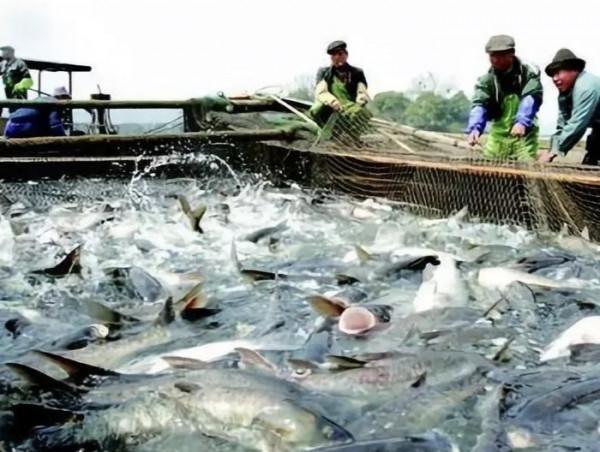 有個15畝魚塘水深2米養魚,你選擇外出打工、還是在家裡養魚好? 有個15畝魚塘水深2米養魚,你選擇外出打工、還是在家裡養魚好?