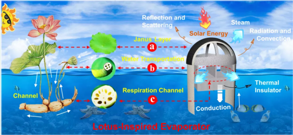 從植物蓮獲啟發設計製備出新型仿生三維高效能太陽能蒸發器 從植物蓮獲啟發設計製備出新型仿生三維高效能太陽能蒸發器