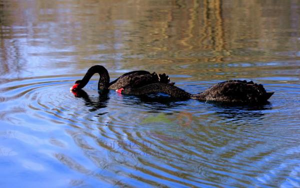 黑天鵝有多美？可克達拉天鵝湖新成員優雅出鏡