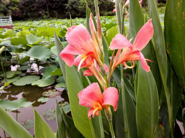 大多數花澆多水會死,而這10款花就喜歡泡水裡,天天澆水也不怕 大多數花澆多水會死,而這10款花就喜歡泡水裡,天天澆水也不怕