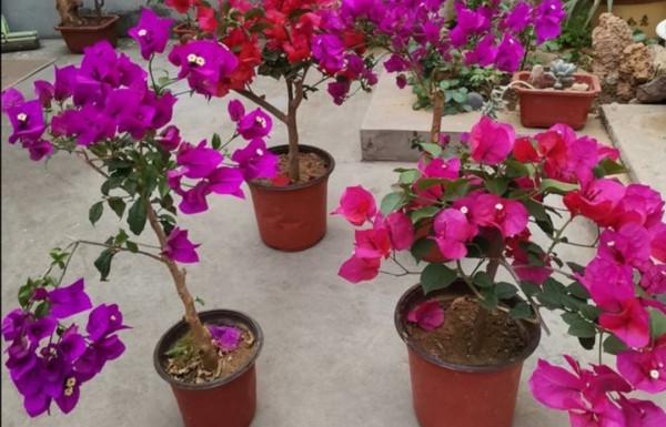 三角梅秋季不開花，按照“2多1控”來養，讓它花苞開滿枝頭