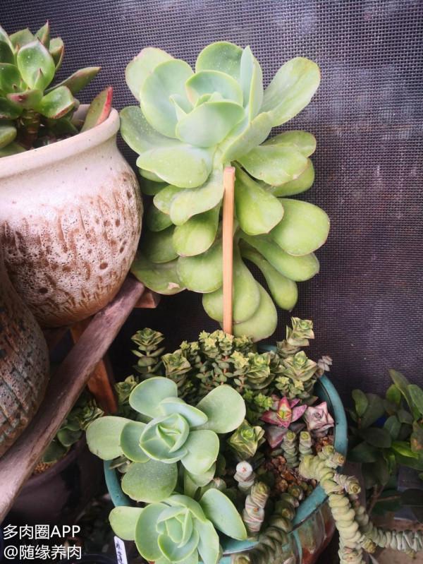 這玩意兒真的是叫雞蛋碧桃？長這麼大，它是怎麼了？