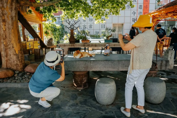 和小貓咪在一起的快樂,你懂個啥啊? 和小貓咪在一起的快樂,你懂個啥啊?