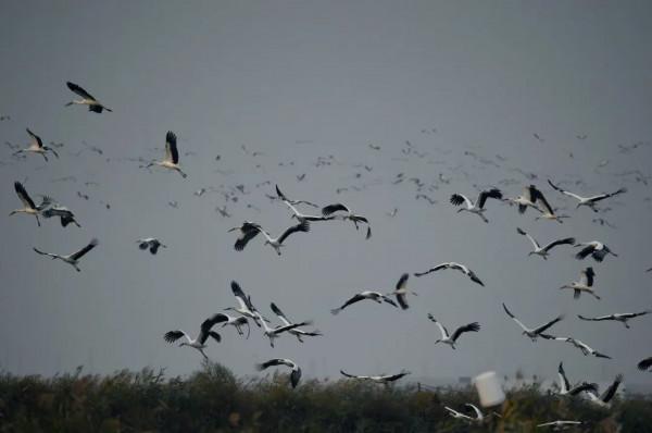 它們來了!鳥界“國寶”東方白鸛飛抵濱城 它們來了!鳥界“國寶”東方白鸛飛抵濱城