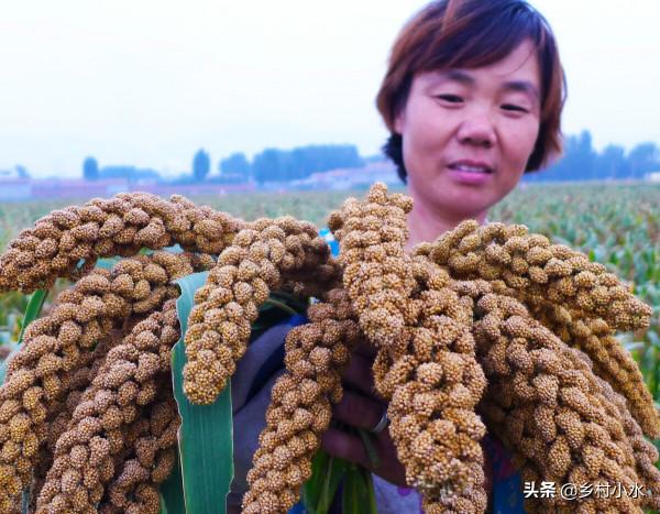 豬糞、牛糞、羊糞、雞糞,哪種“糞”肥效好?3分鐘看明白 豬糞、牛糞、羊糞、雞糞,哪種“糞”肥效好?3分鐘看明白