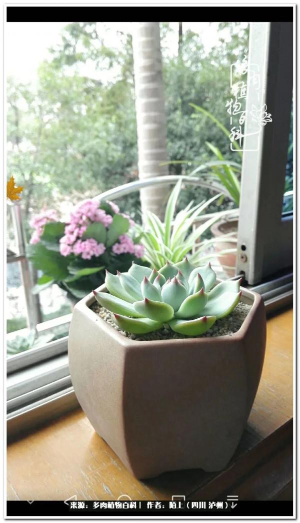 北向陽臺補光燈養多肉的那些事兒