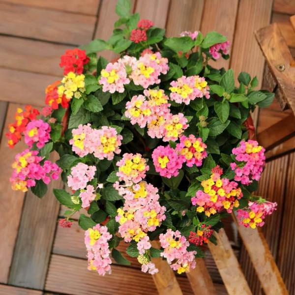 7種“帶毒花”，汁液毒性大，喜歡養在家裡，最好少動它