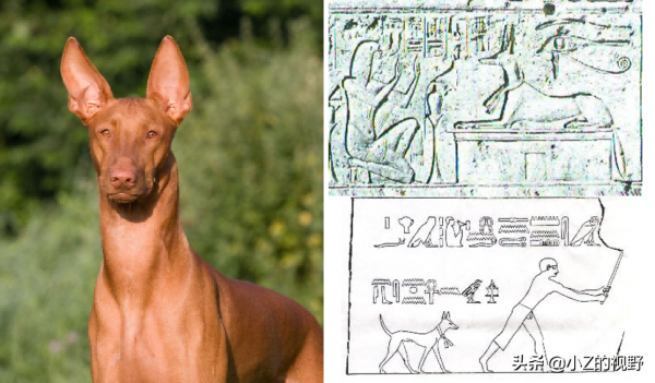 這7種獵犬，都來自非洲大陸，有你們認識的嗎？