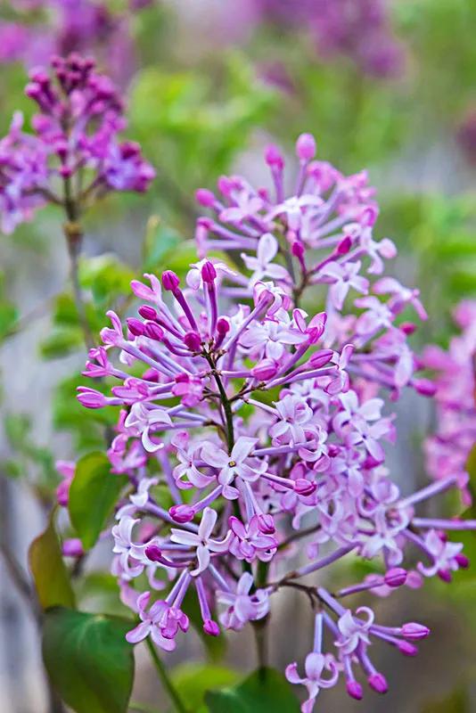 分享圖片，唯美浪漫丁香花