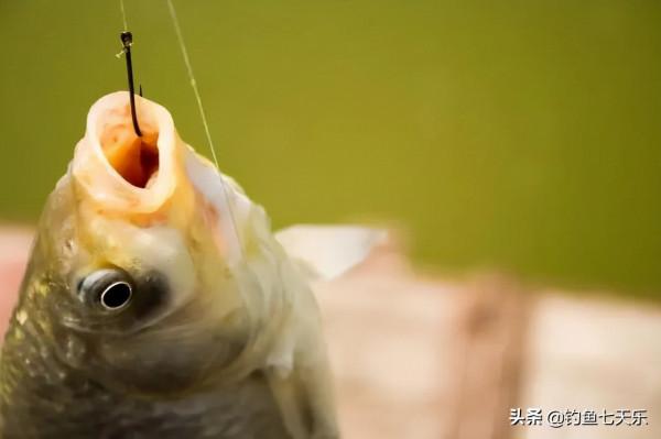 肥水釣不到大魚?其實是你方法不對,記住這幾點,大魚跑不掉 肥水釣不到大魚?其實是你方法不對,記住這幾點,大魚跑不掉