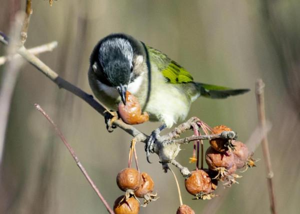 又到拍鳥的季節