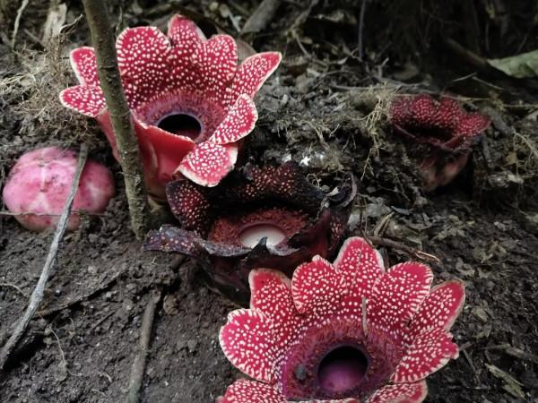 大王花一一大臭花