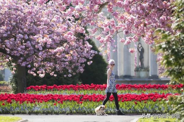 櫻花樹下的英國，你想念嗎？