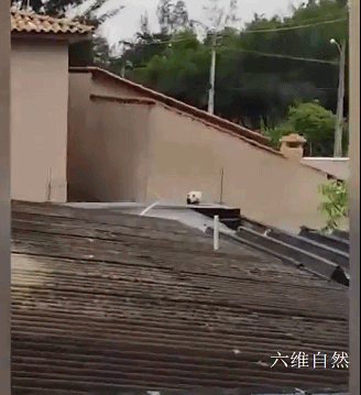 巴西一女士發現有“狗頭”在屋頂上，以為是誰那麼殘忍，是隻活貓