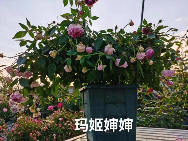 想知道月季群仙在廣東的表現?(三)看過來~看過來 想知道月季群仙在廣東的表現?(三)看過來~看過來