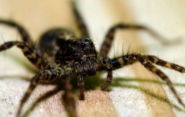 神奇的蜘蛛 神奇的蜘蛛