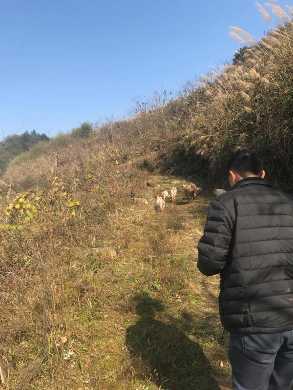 第一批迴家過年的人，已經開始上山放豬