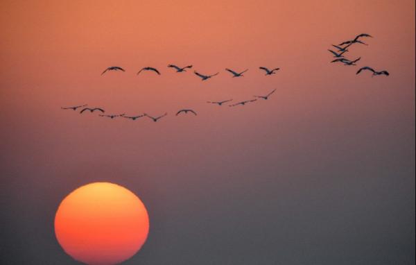 候鳥遷徙過境高峰,幾千只小天鵝可能在你家門前歇腳 候鳥遷徙過境高峰,幾千只小天鵝可能在你家門前歇腳