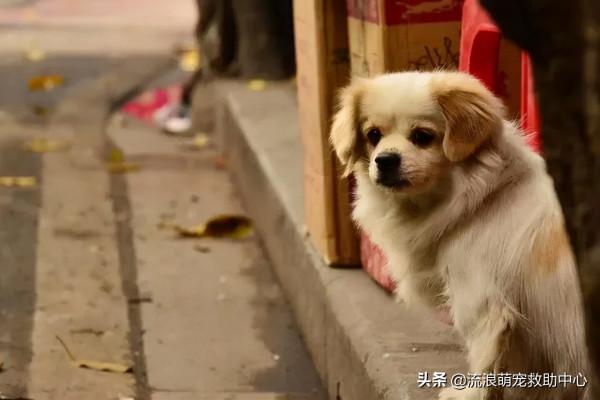 小狗被項圈緊緊箍住,脖子皮肉潰爛血肉模糊,看一眼就渾身起疙瘩 小狗被項圈緊緊箍住,脖子皮肉潰爛血肉模糊,看一眼就渾身起疙瘩
